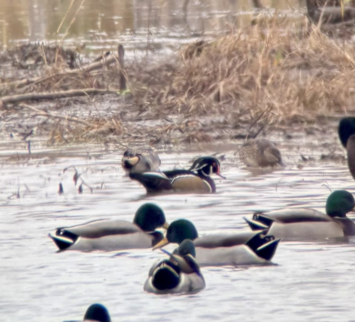 Anatra sposa - ML645800204