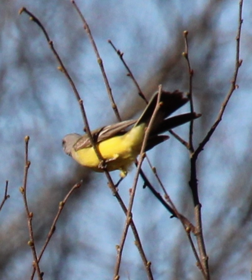 Western Kingbird - ML645800205