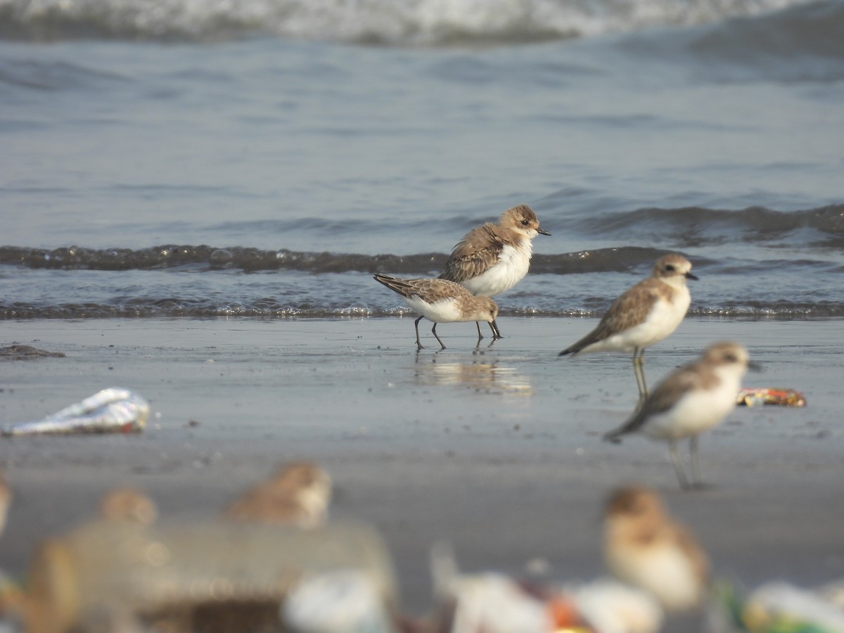 Little Stint - ML645800206
