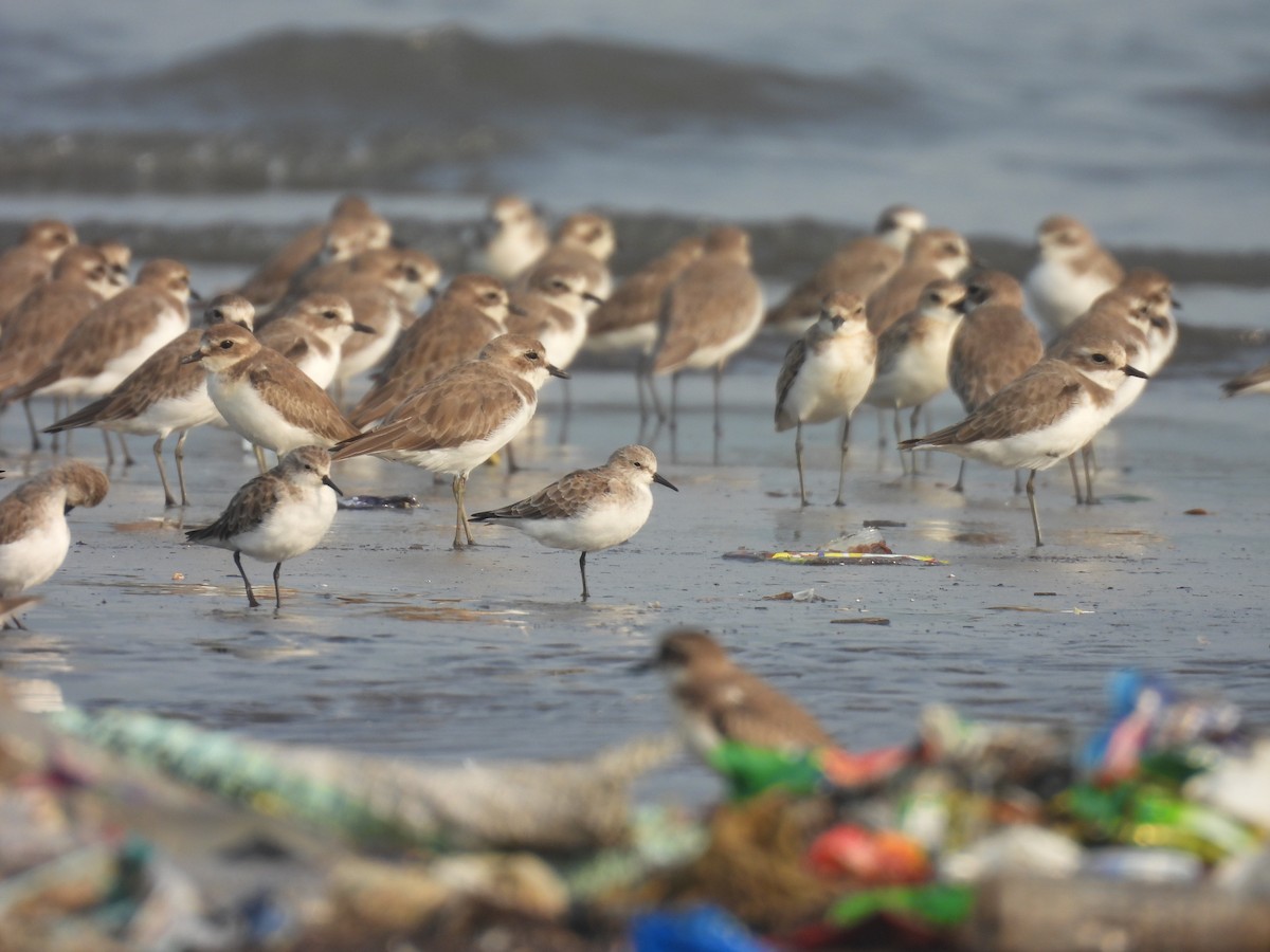 Little Stint - ML645800207