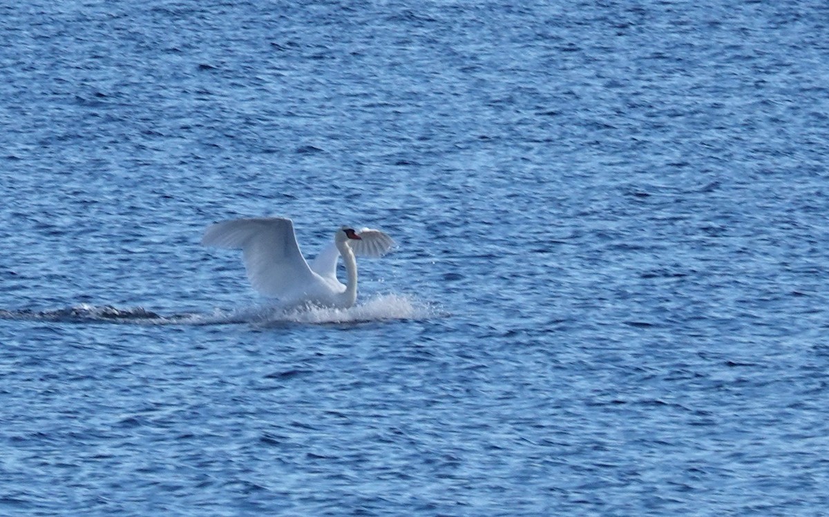 Mute Swan - ML645800209