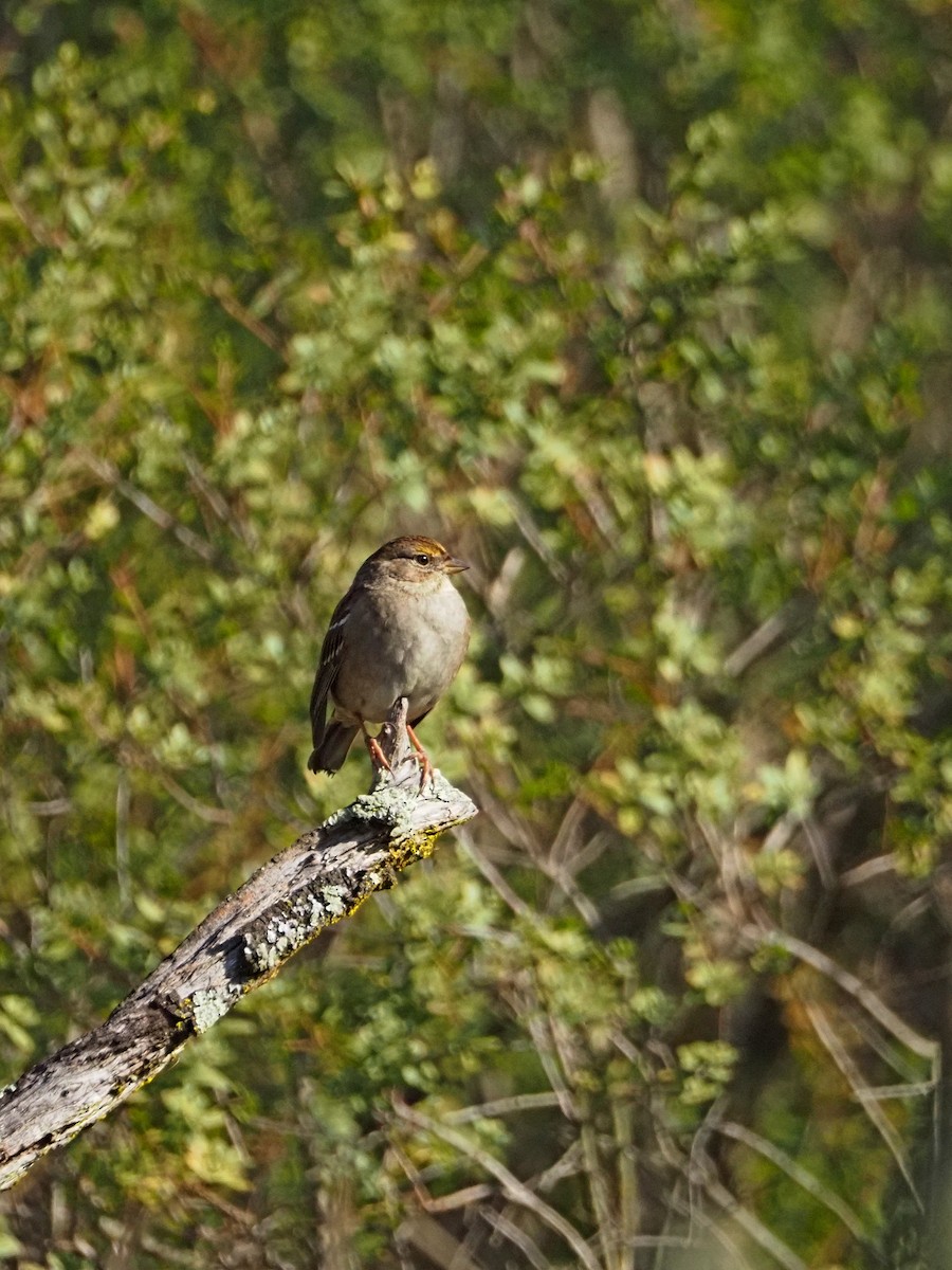 Golden-crowned Sparrow - ML645800211