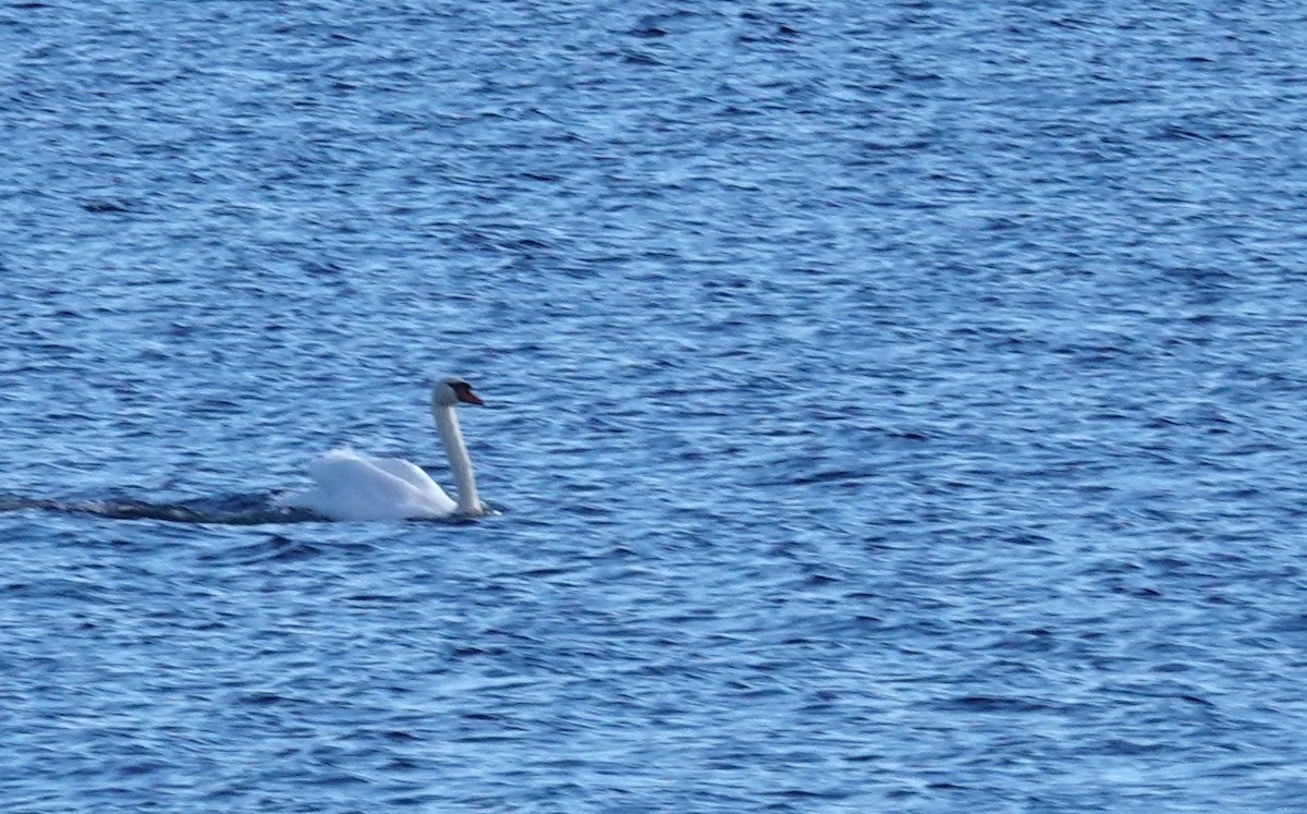 Mute Swan - ML645800214