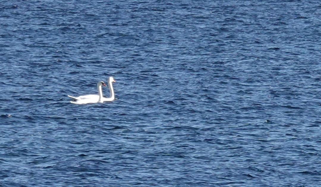 Mute Swan - ML645800227