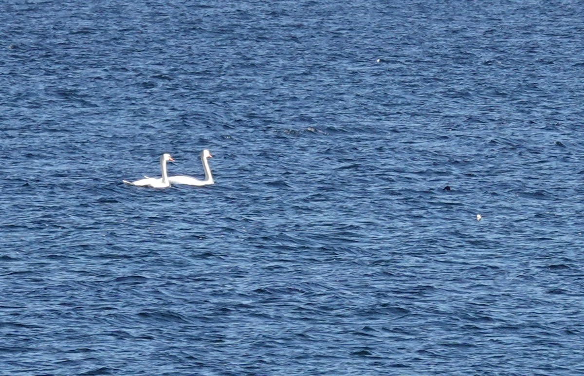 Mute Swan - ML645800228