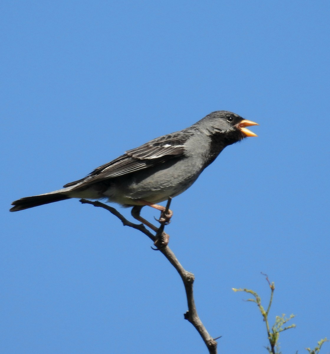 Mourning Sierra Finch - ML645800236