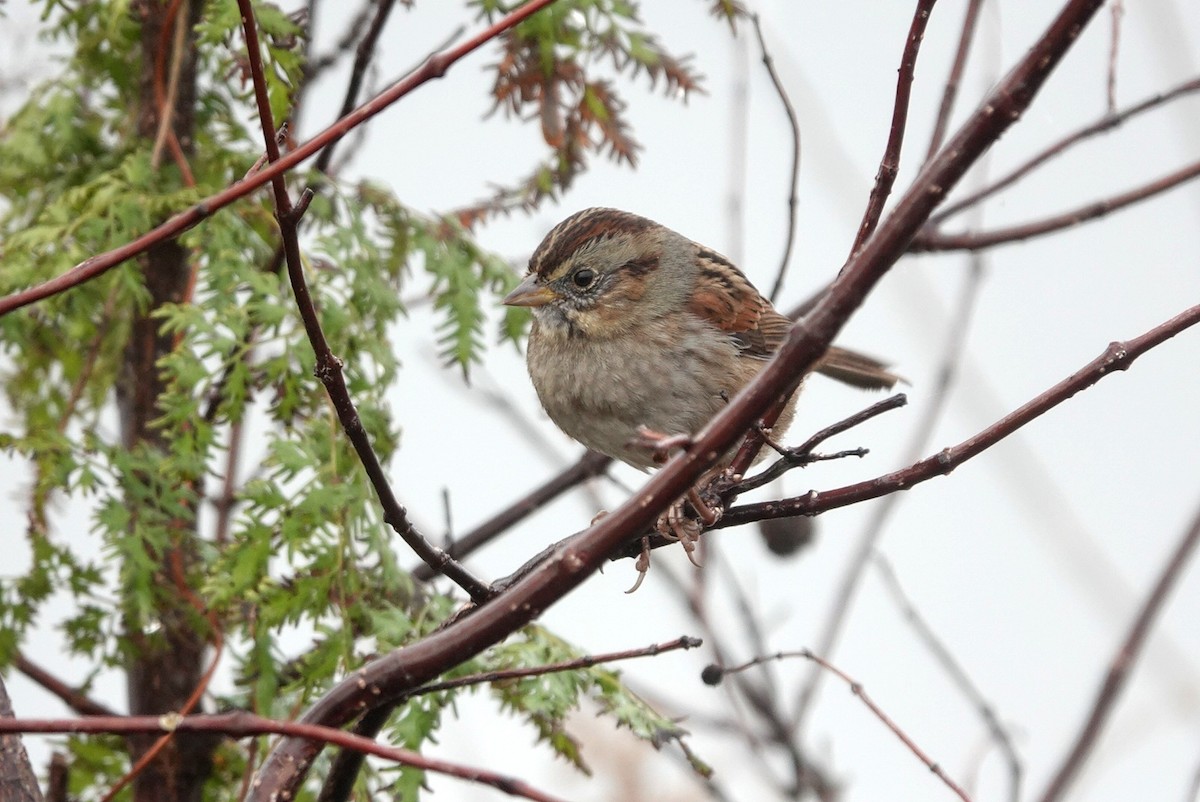 Bruant des marais - ML645800243