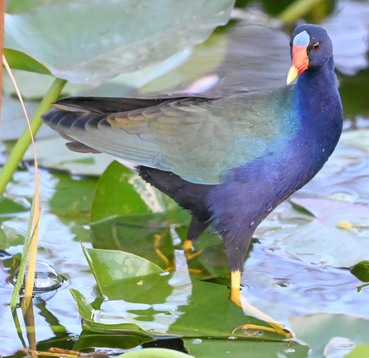 Малая султанка - ML645800244