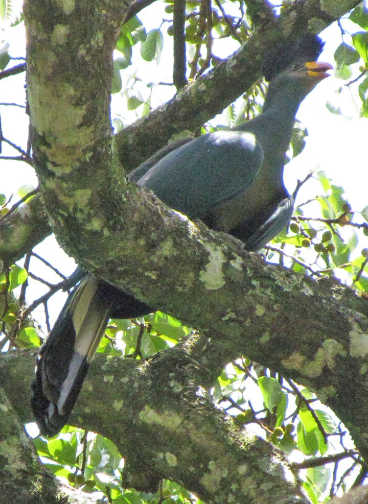 Great Blue Turaco - ML645800249