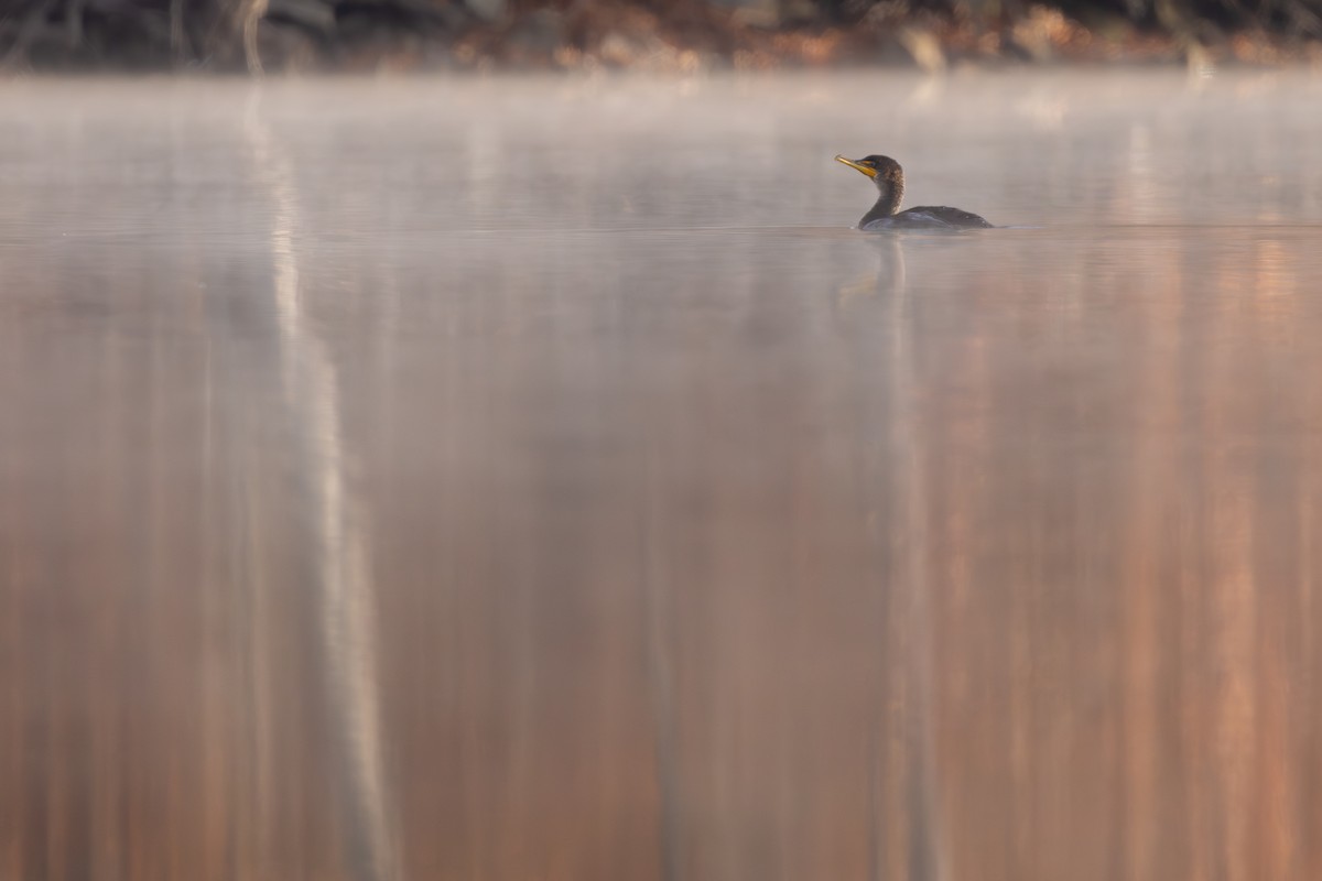 kormorán ušatý - ML645800252