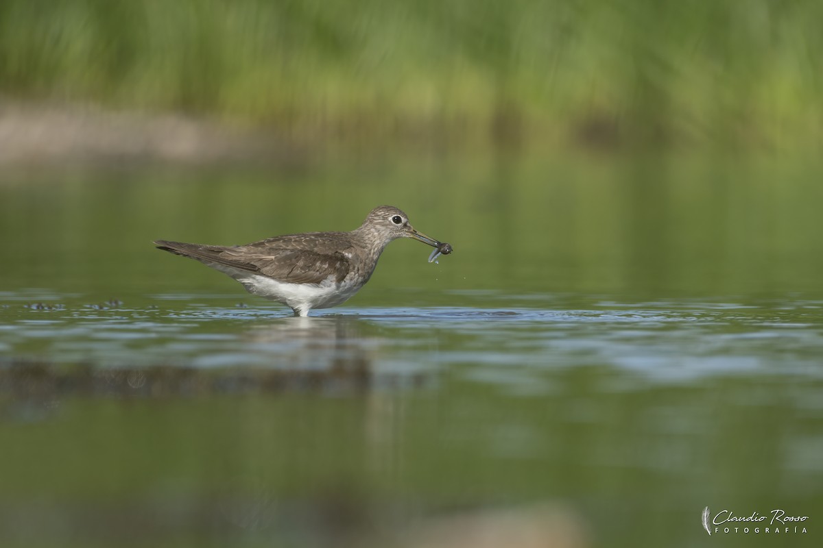 Solitary Sandpiper - ML645800263