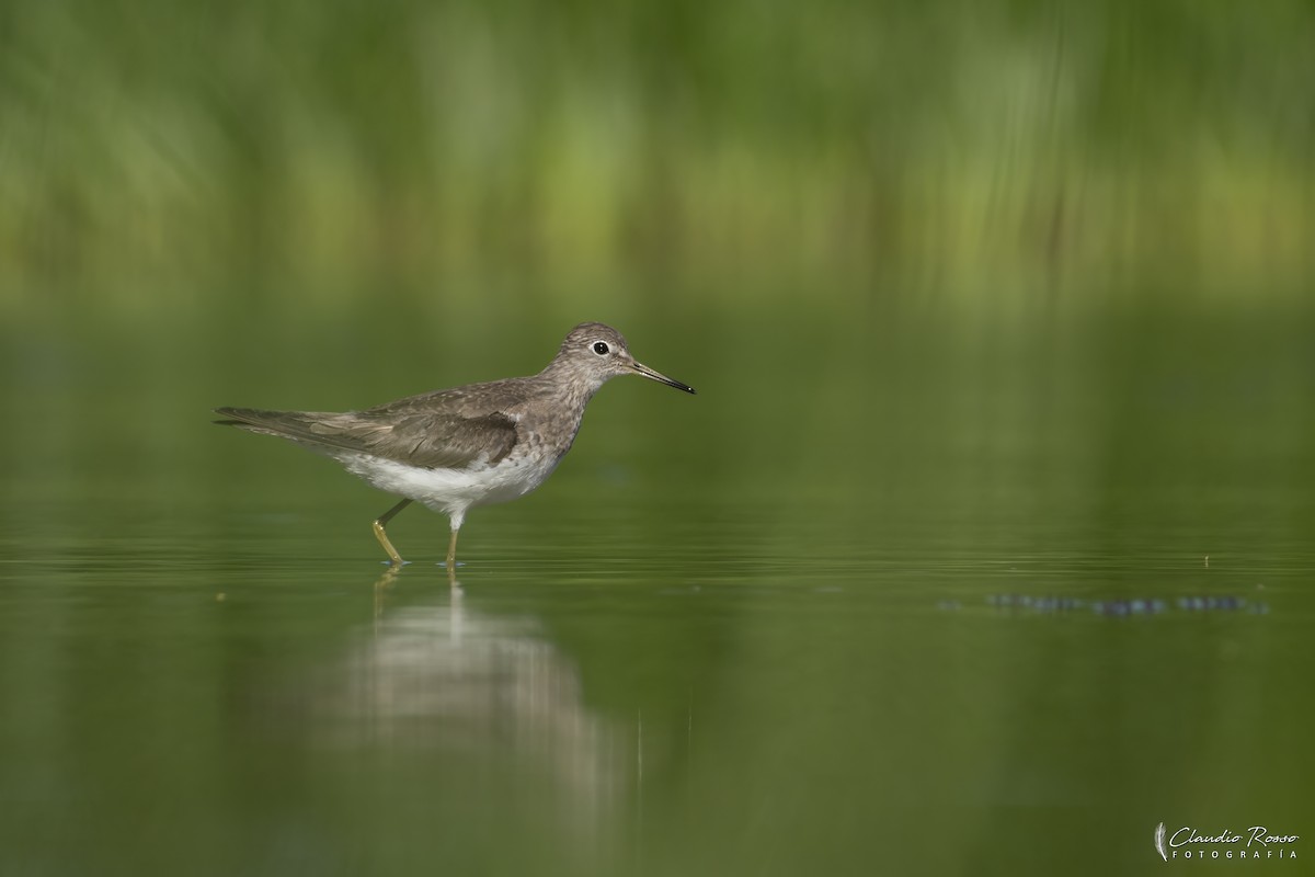 Solitary Sandpiper - ML645800265