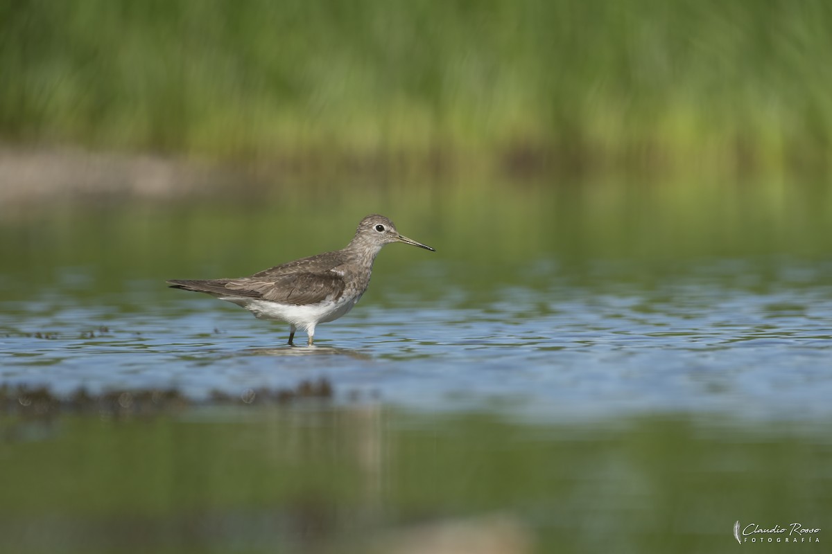 Solitary Sandpiper - ML645800266