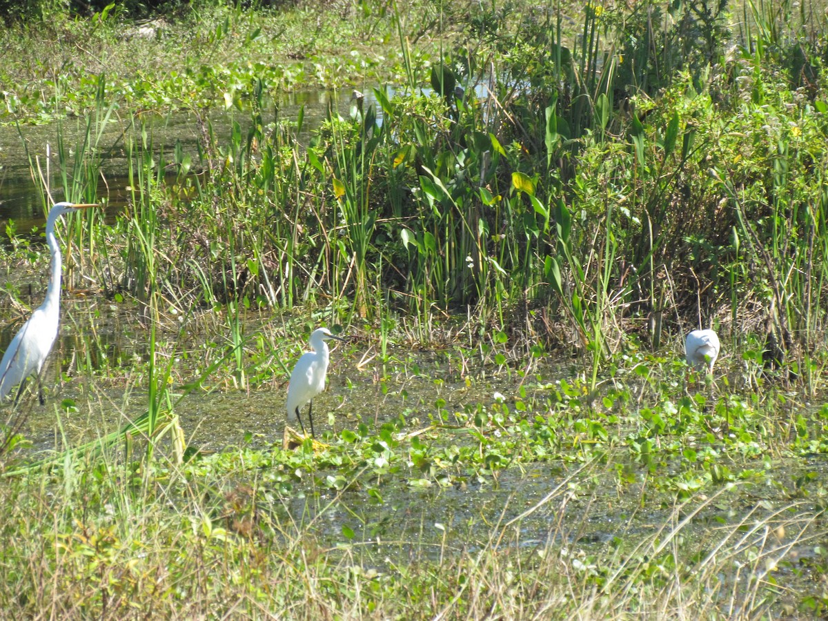 Garceta Grande - ML645800271