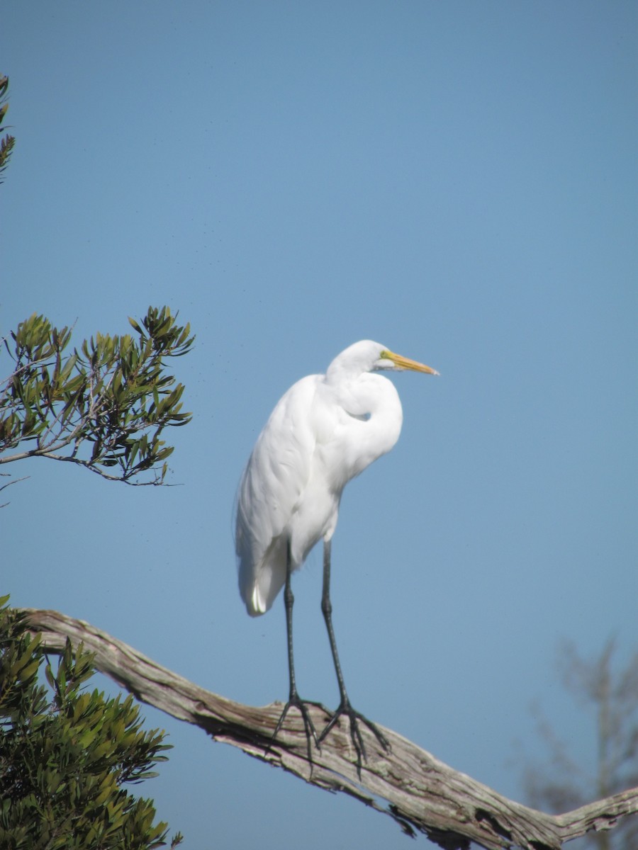 Garceta Grande - ML645800272