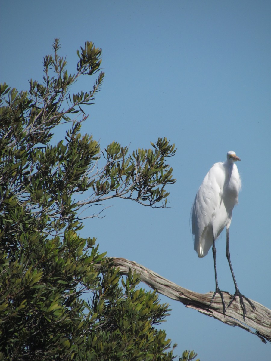 Garceta Grande - ML645800273