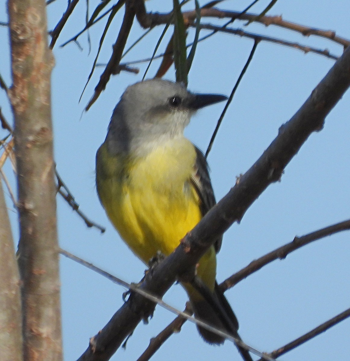 Tropical Kingbird - ML645800276