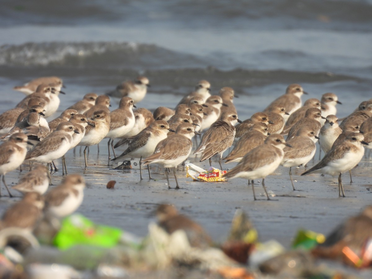Tibet Cılıbıtı - ML645800277