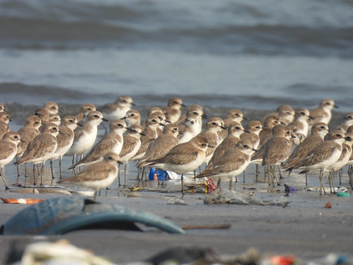 Tibet Cılıbıtı - ML645800278