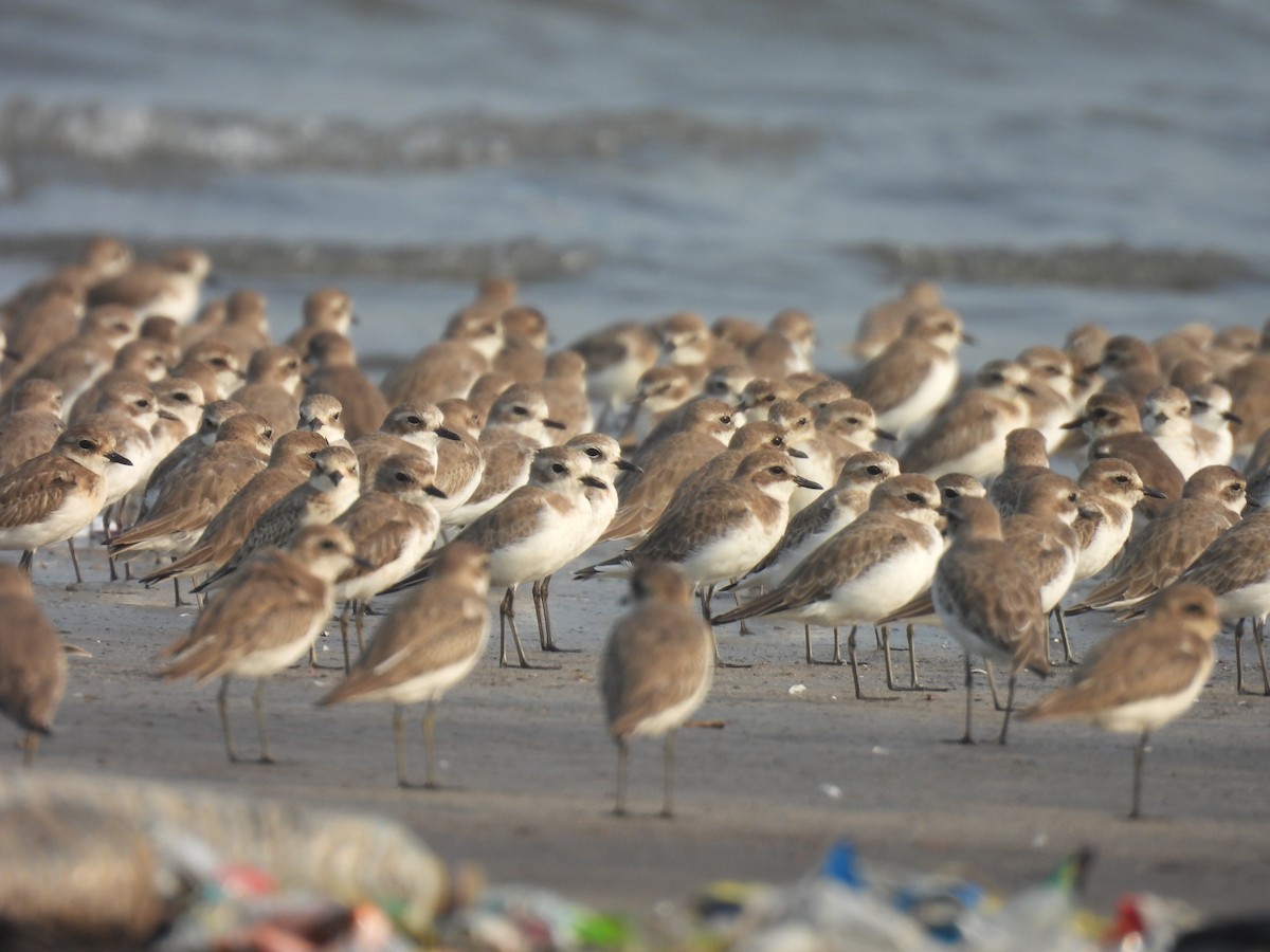 Tibet Cılıbıtı - ML645800279