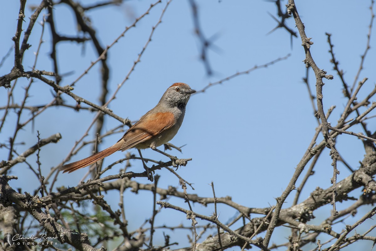 Sooty-fronted Spinetail - ML645800281