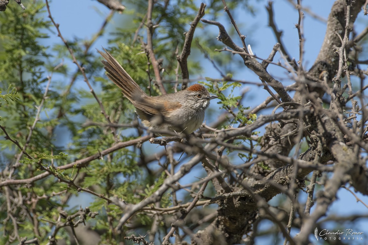 Sooty-fronted Spinetail - ML645800282