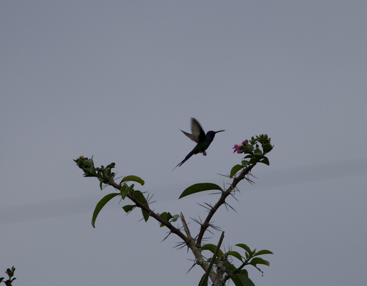 Gabelschwanzkolibri - ML645800283