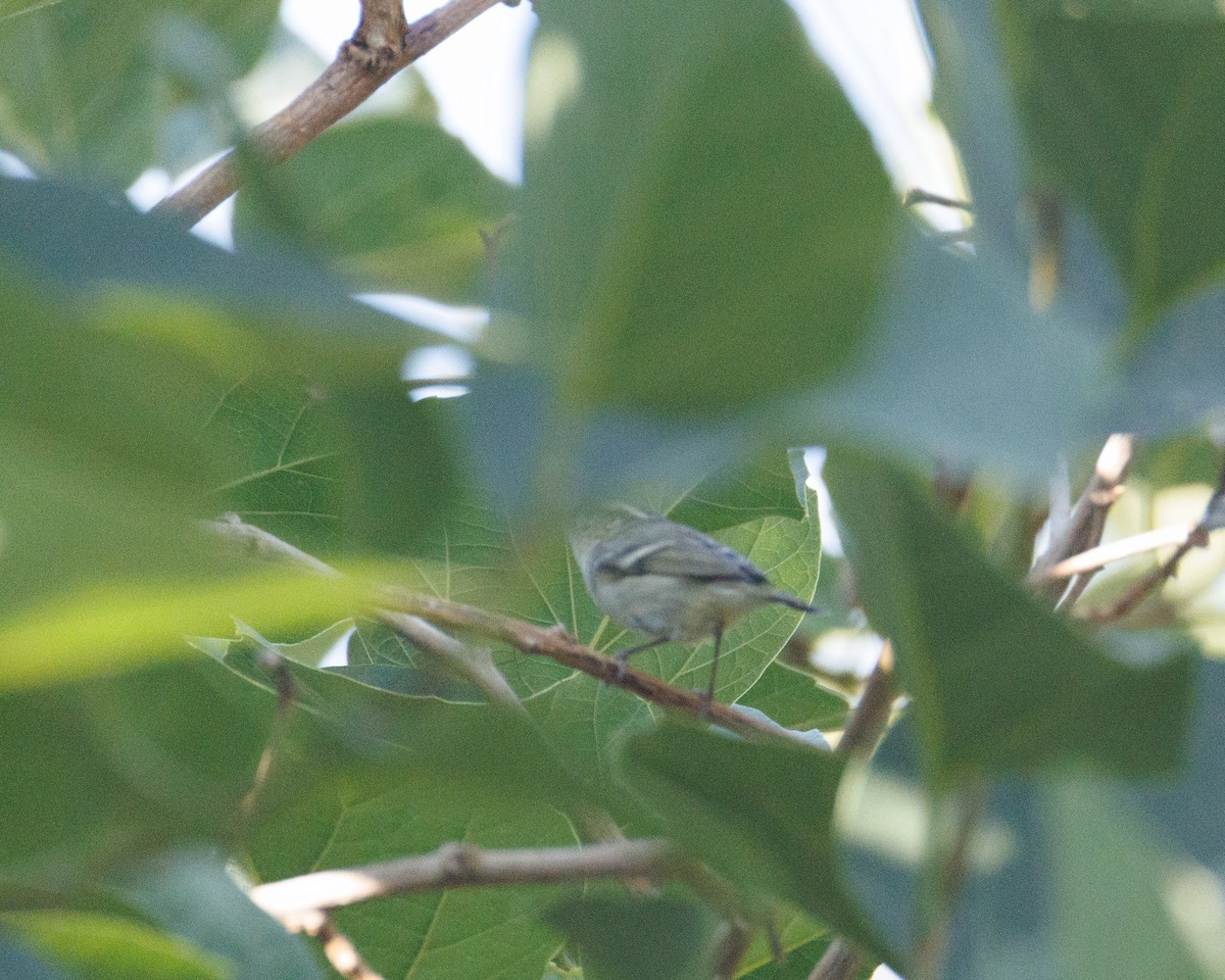 Hume's Warbler - ML645800286
