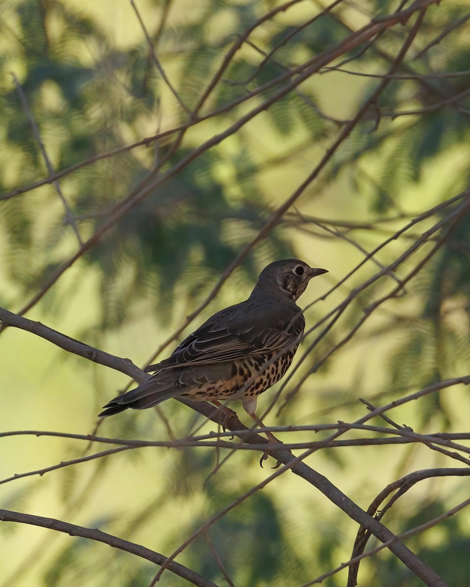 槲鶇 - ML645800305