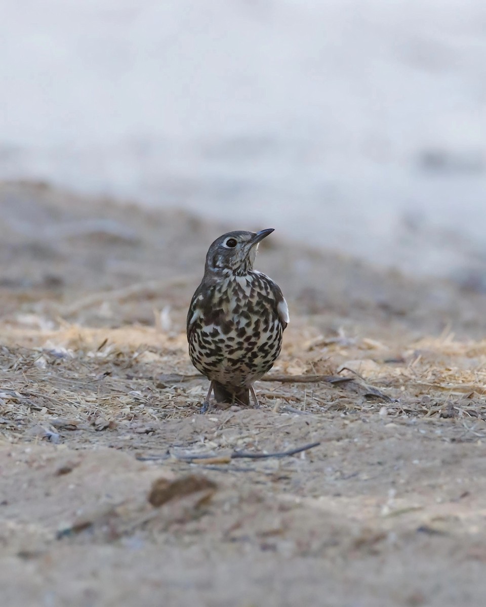 槲鶇 - ML645800306