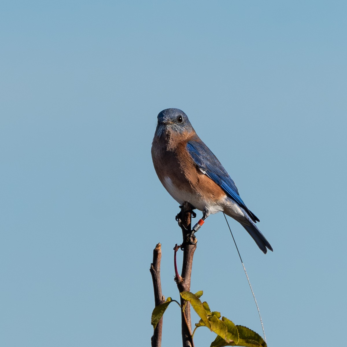 Eastern Bluebird - ML645800307