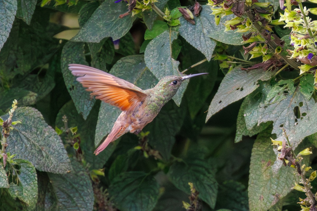 Berylline Hummingbird - ML645800311