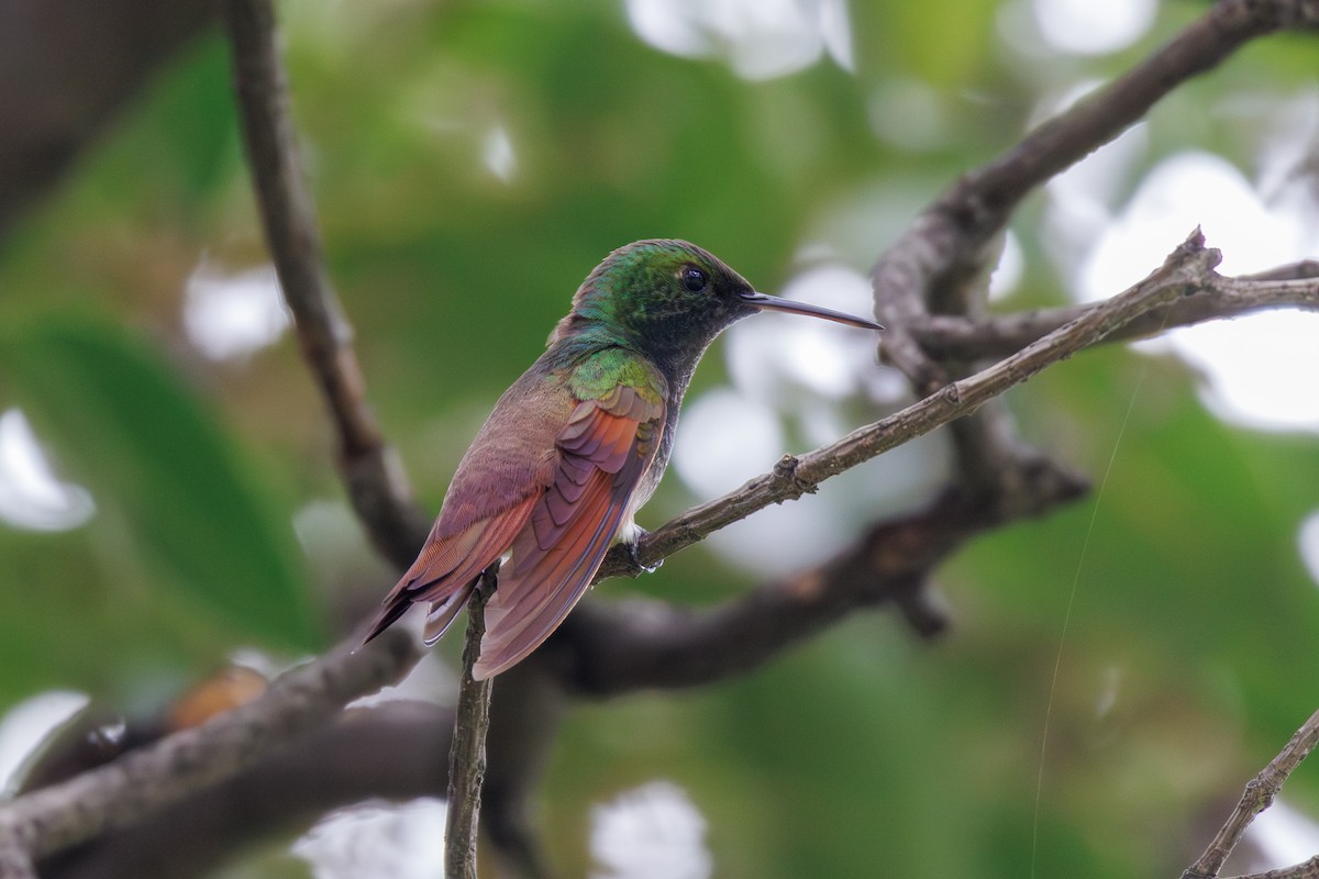 Berylline Hummingbird - ML645800312