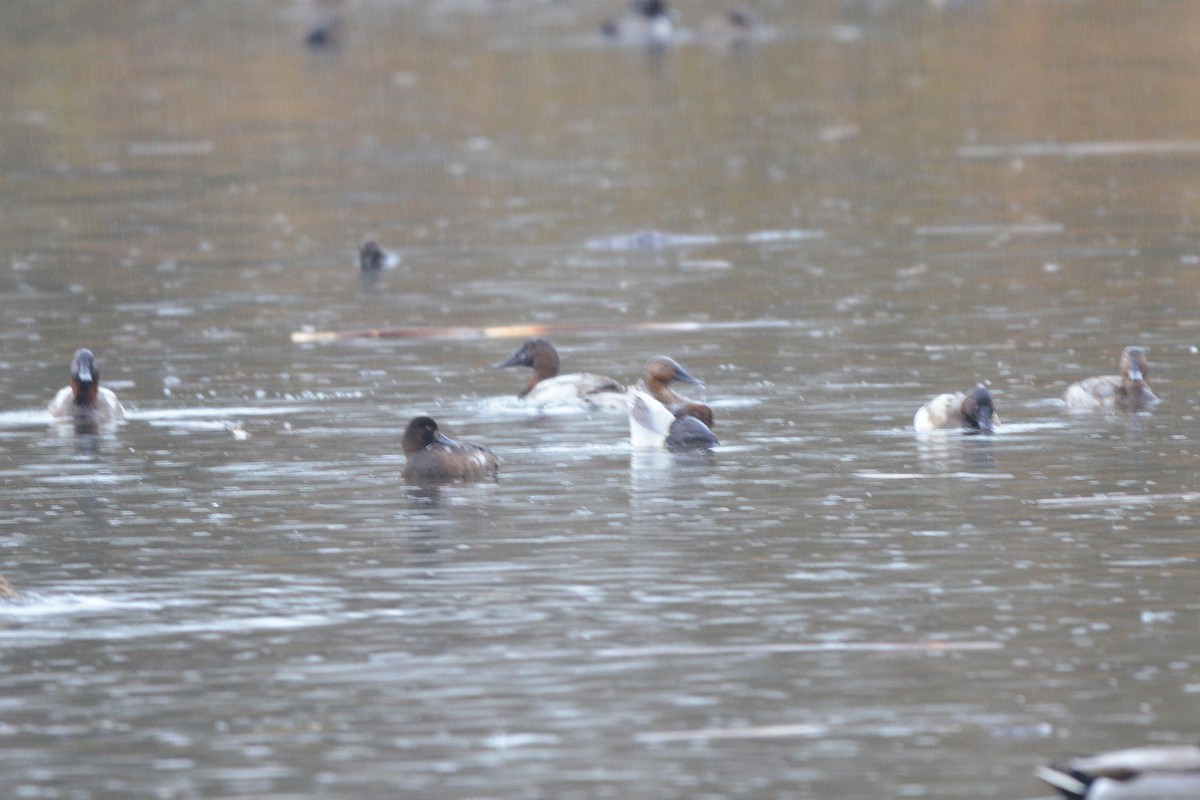 Murgilari bizkarzuria - ML645800321