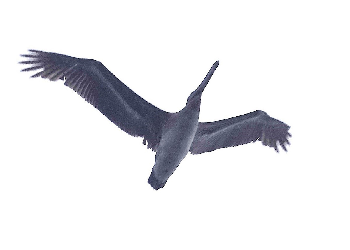 pelikán hnědý - ML645800323