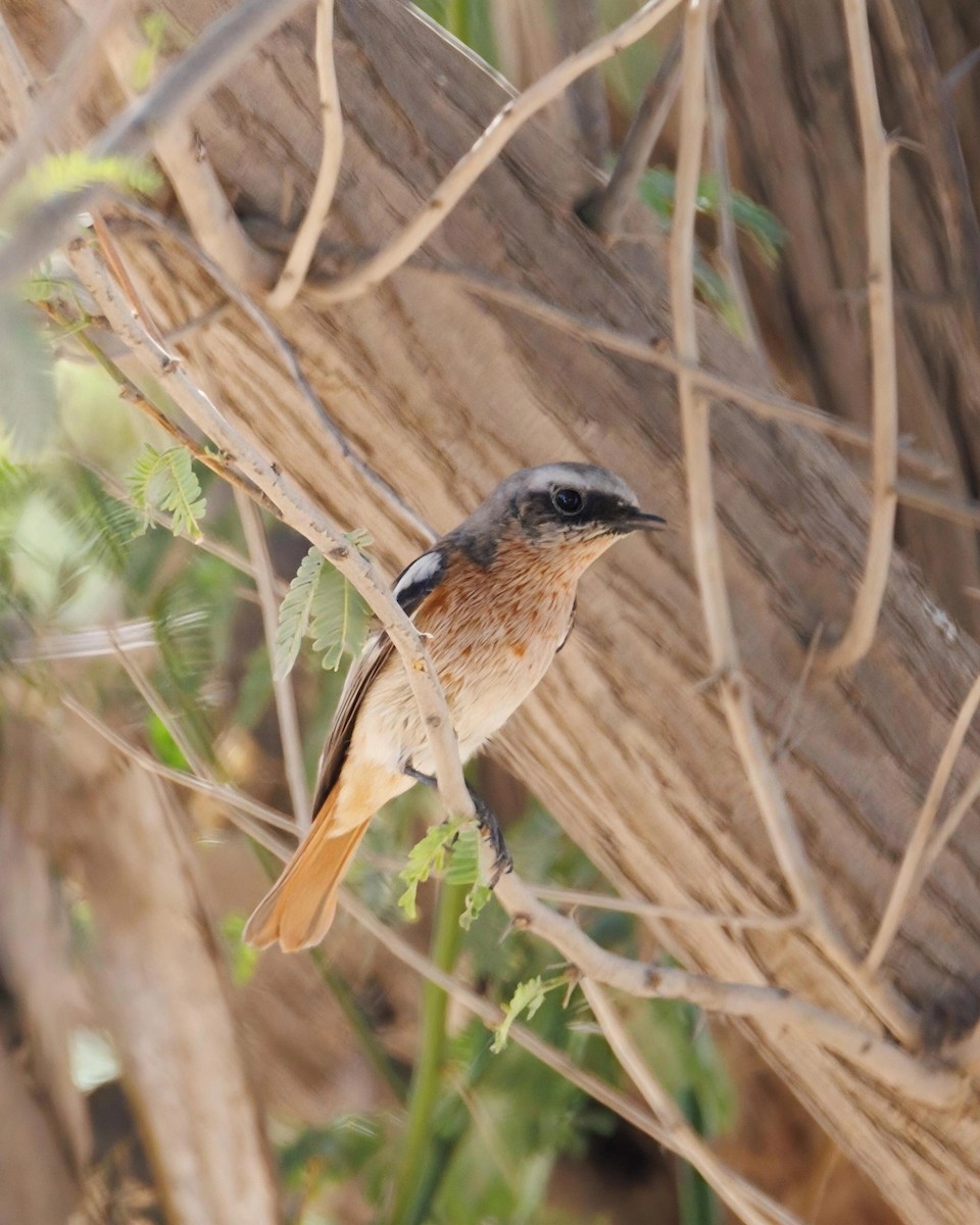Rufous-backed Redstart - ML645800329