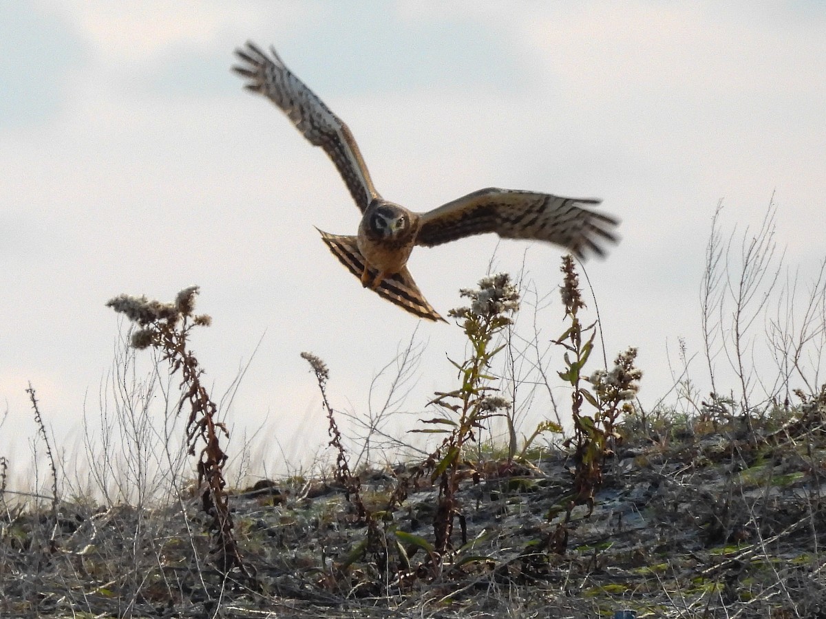 Northern Harrier - ML645800330
