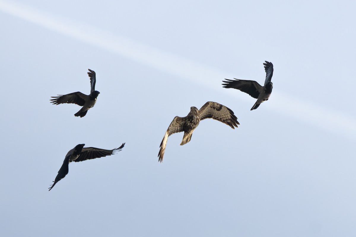 Common Buzzard - ML645800331