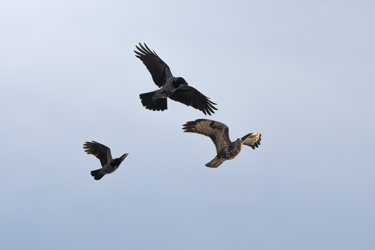 Common Buzzard - ML645800332