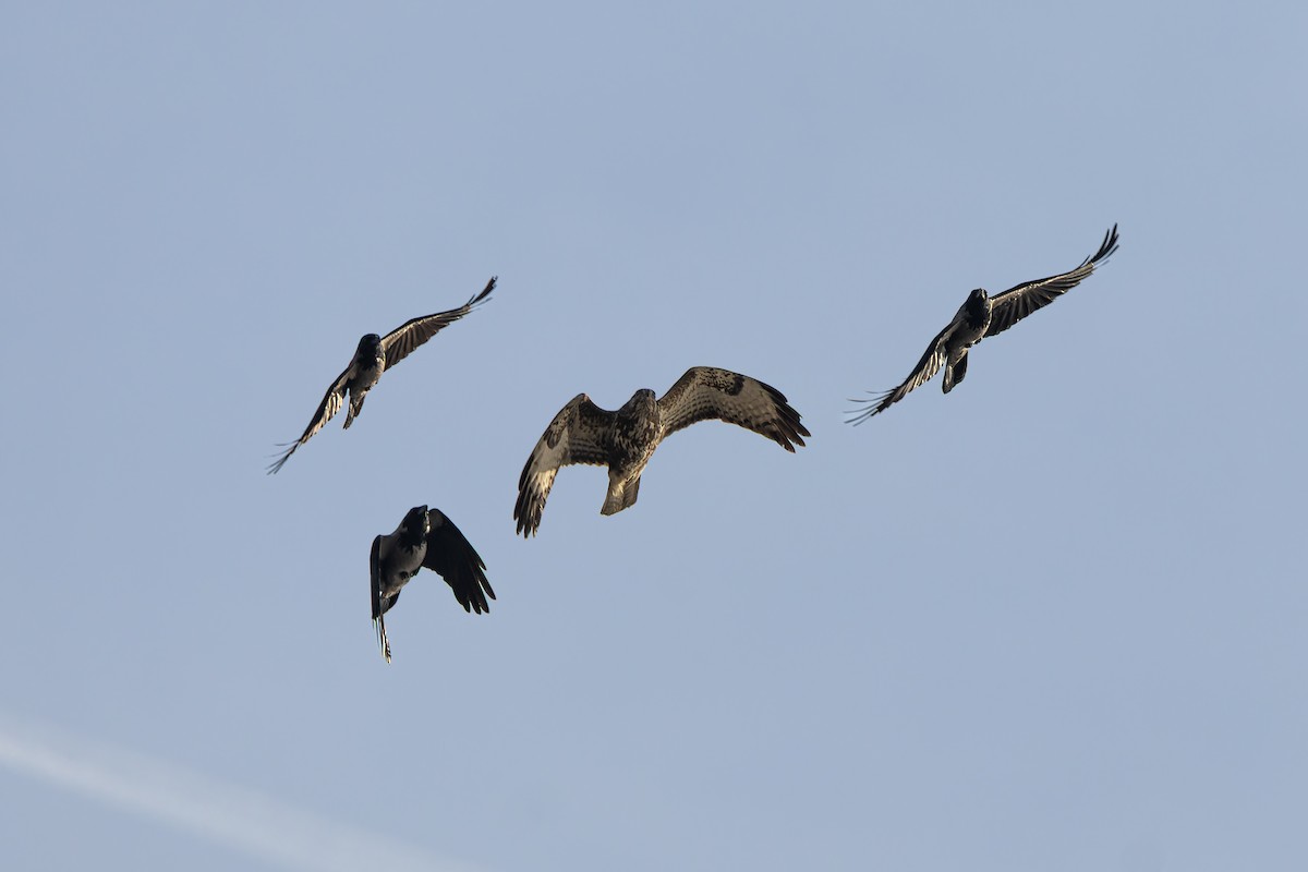 Common Buzzard - ML645800333