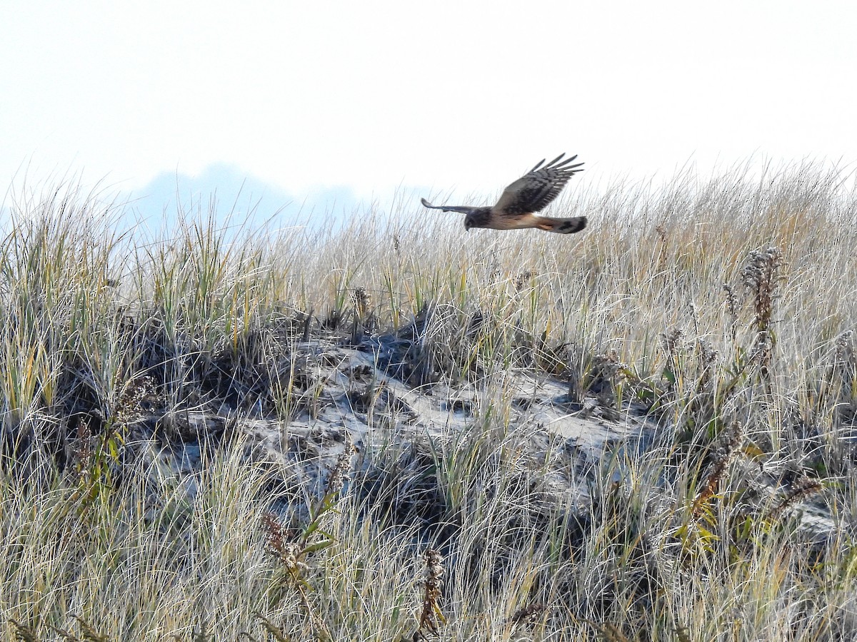Northern Harrier - ML645800335