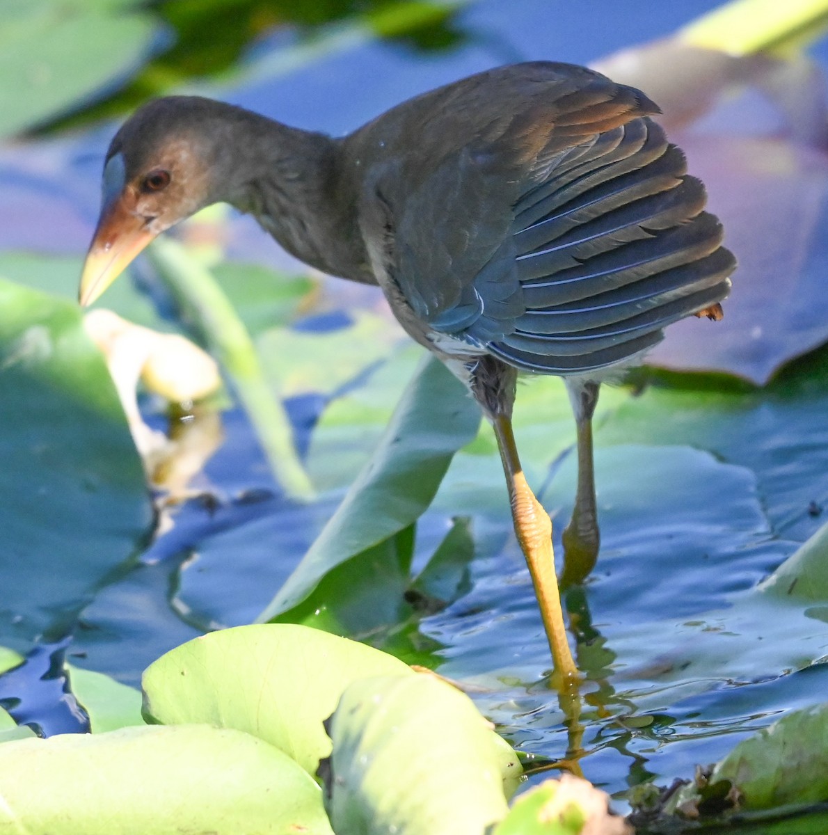 Малая султанка - ML645800344