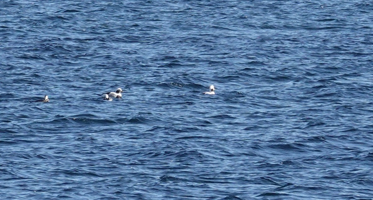 Long-tailed Duck - ML645800349