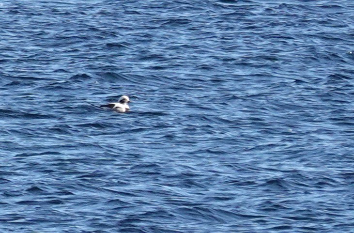 Long-tailed Duck - ML645800352