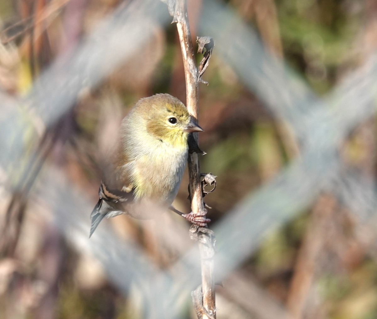 American Goldfinch - ML645800358