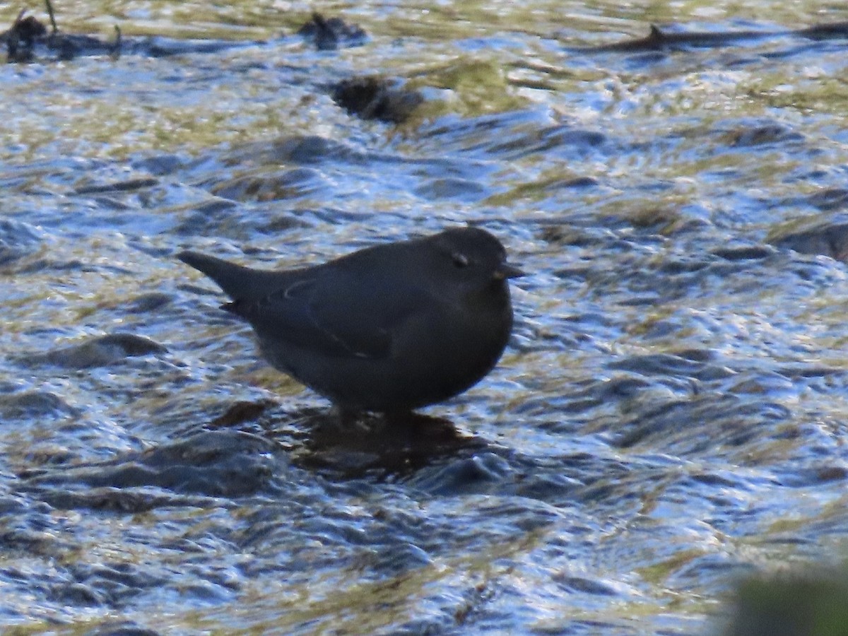 Ur-zozo iparramerikarra - ML645800367