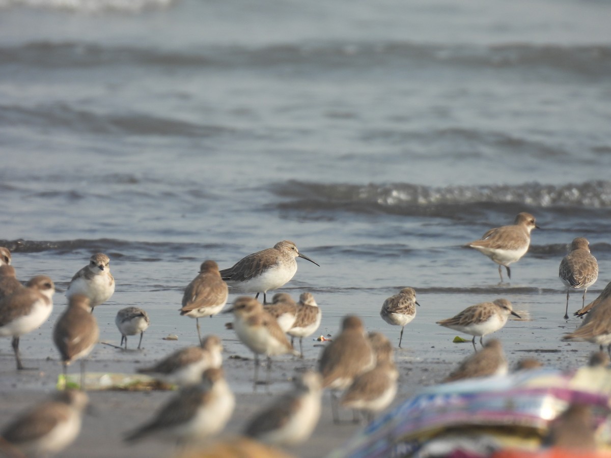 Curlew Sandpiper - ML645800370