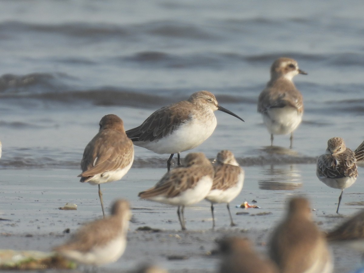 Curlew Sandpiper - ML645800373