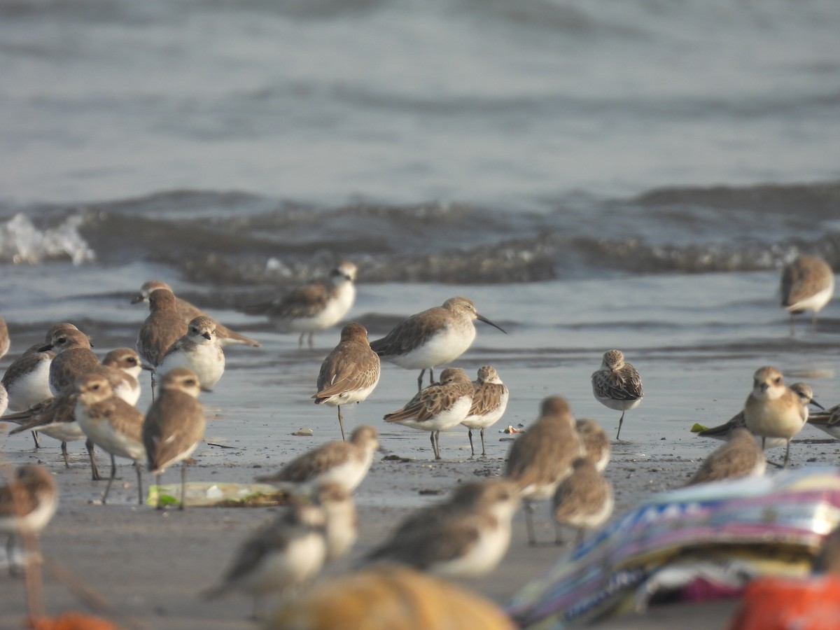 Curlew Sandpiper - ML645800375