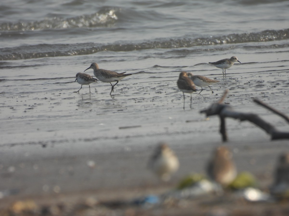 Curlew Sandpiper - ML645800376